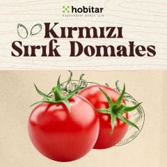 Hobitar Leziz Domatesler Sebze Tohumu Paketi - 4 Çeşit Domates Tohumu